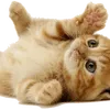 team._.gatitos_pro