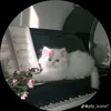 kavyachy37