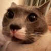 sharkkitty224