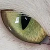 tekkcatz