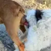 cocomanroi