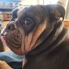 thor_the_tri_bully