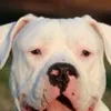 andersoncachorrada