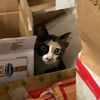 trevorcat_