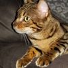 glowlovescats