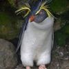 rockhopper_penguin