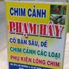 chimcanhphamhay