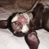 dailydoseofpawsome