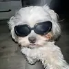 doggyloversandcatlovers7