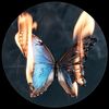 achillelauroofficial_08