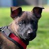 user Hans Pegge Policedogs