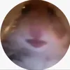 miadie.socke