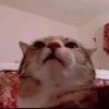 shelliethecat
