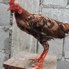 timlai9minh_96