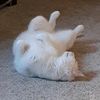 floppy._cat