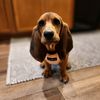 mabel.the.basket.hound