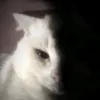 klongtiktok