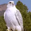 mwmm82