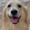 hwoaj6