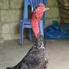 dyyyyaaaaa1