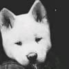 sani_bxz