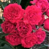 user258101542
