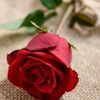 ام عبدالله