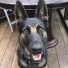 k9wireless