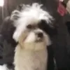 fredthered8