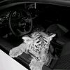 anaeva_5756