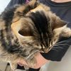 brebcat