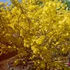 thantai1999
