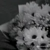 wukongzz213