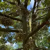 vinhnguyen47_6789