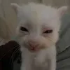 phasieunhoe