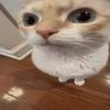 sam.misubi