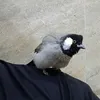 alialathariallouki