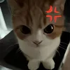 manhds1