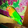 parrotlover22