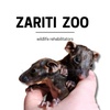 zaritizoo