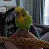 yorkshirebudgie