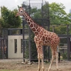 giraffe_kirin0