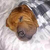 cosytiger