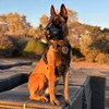 nisya_13009