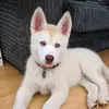 maya_the_malamute_husky