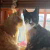 cutelittlekitties3