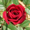 florinaflorii11
