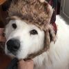 foxscout621