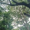 fudann01