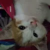mirzawideasf